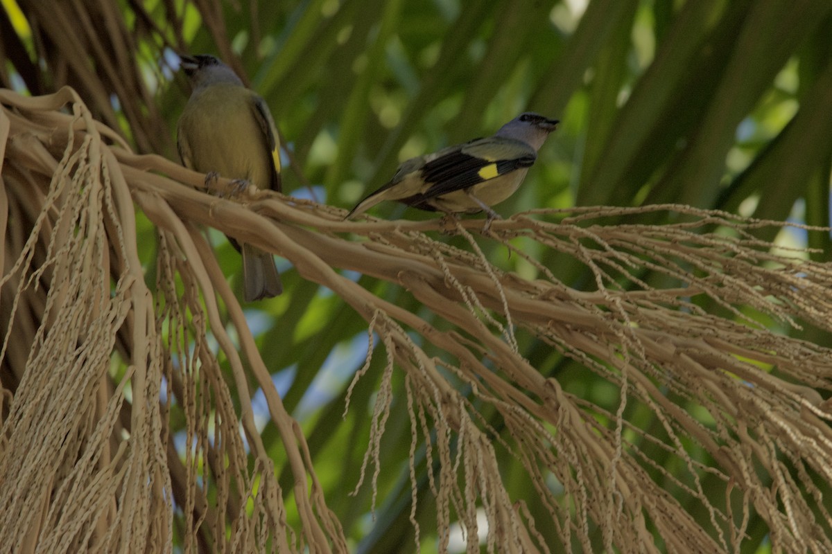 Yellow-winged Tanager - ML620474609