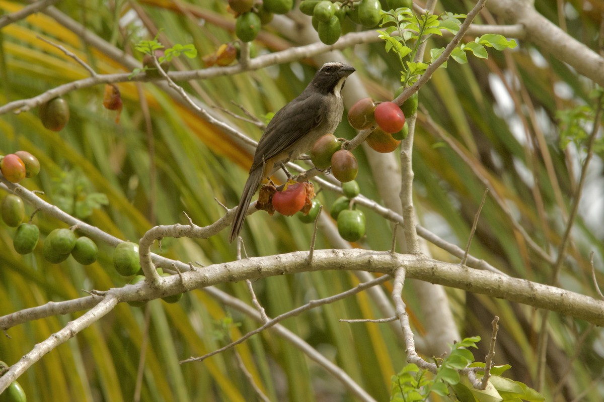 Cinnamon-bellied Saltator - ML620474613