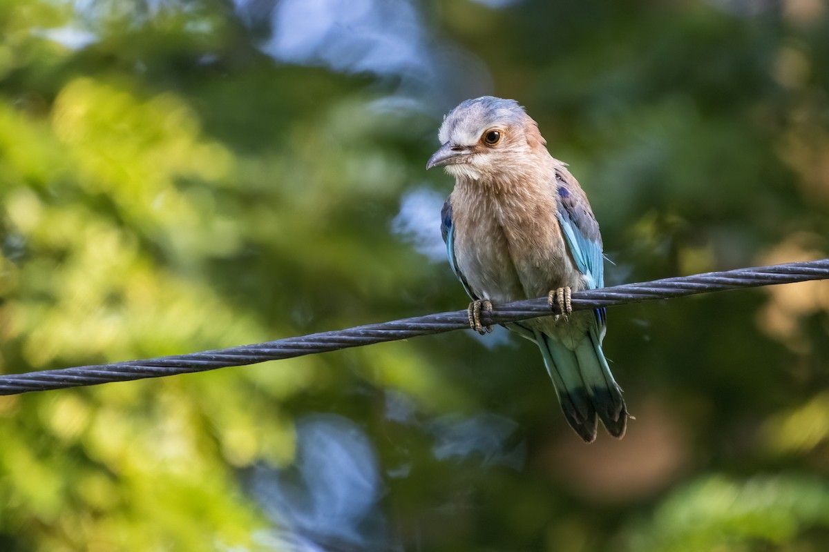 Indian Roller - ML620474616