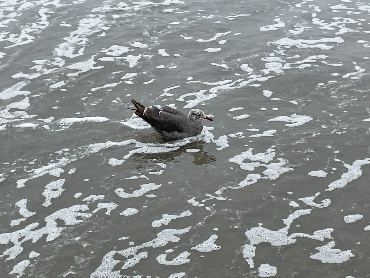 Heermann's Gull - ML620474624