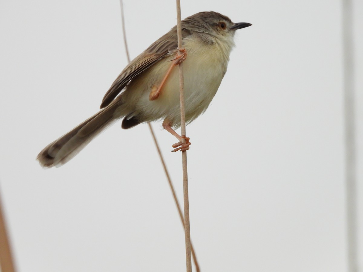 Plain Prinia - ML620474626