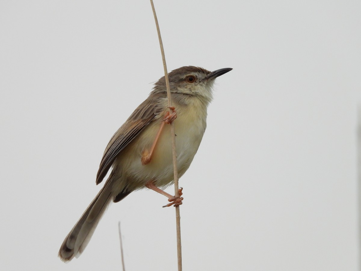 Plain Prinia - ML620474627