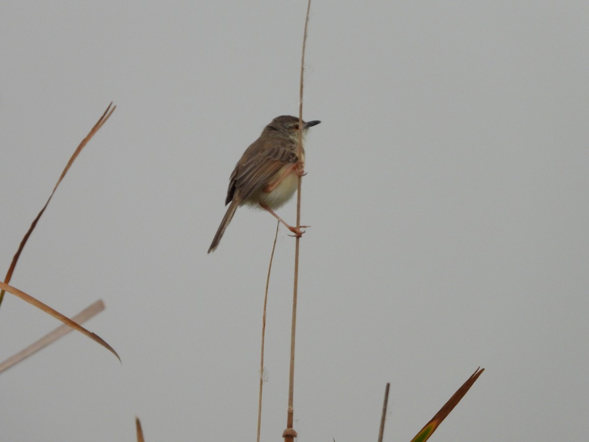 Prinia Sencilla - ML620474628