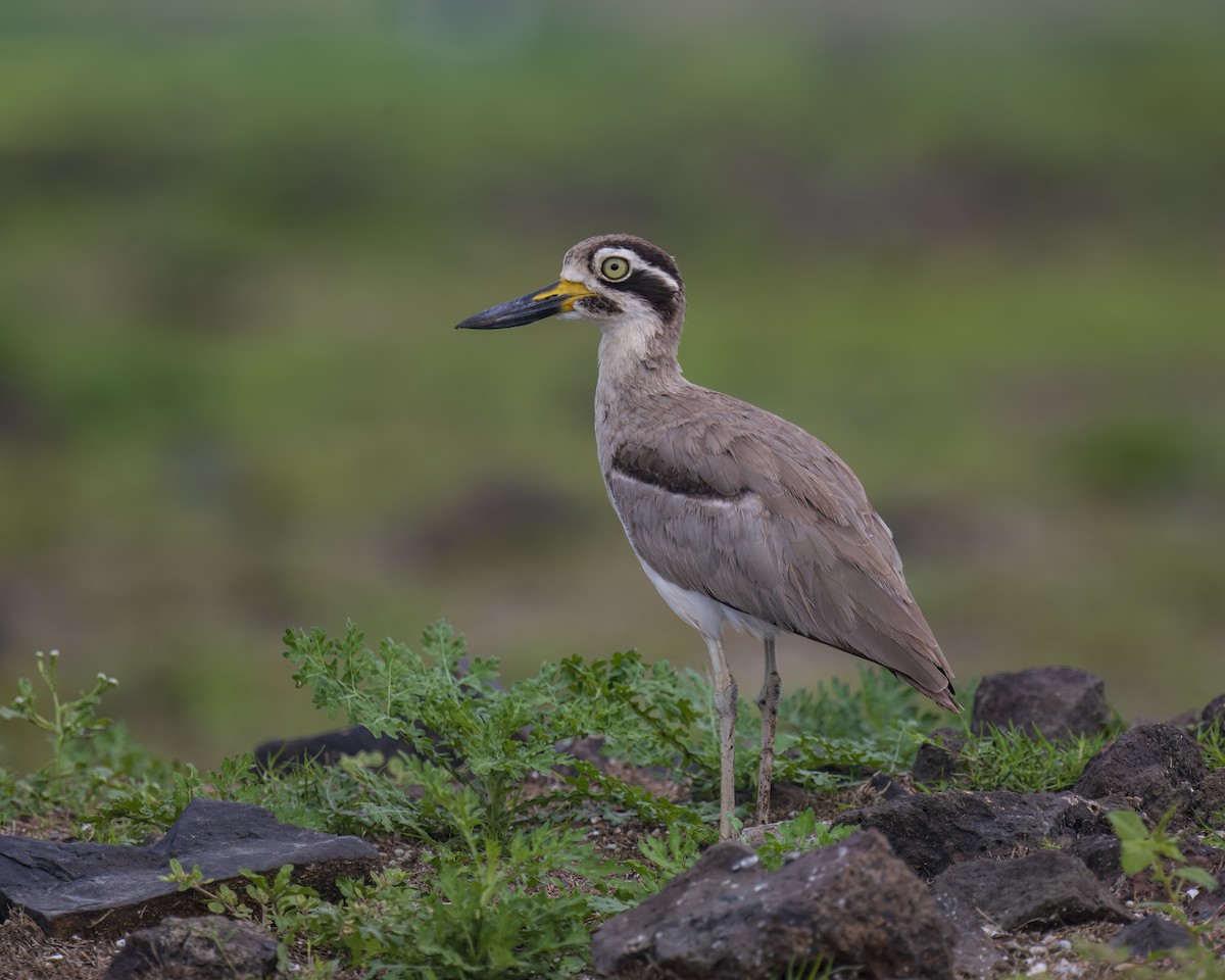 Great Thick-knee - ML620474633