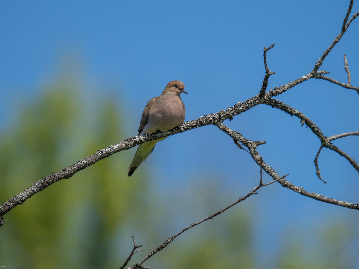 Mourning Dove - ML620474635