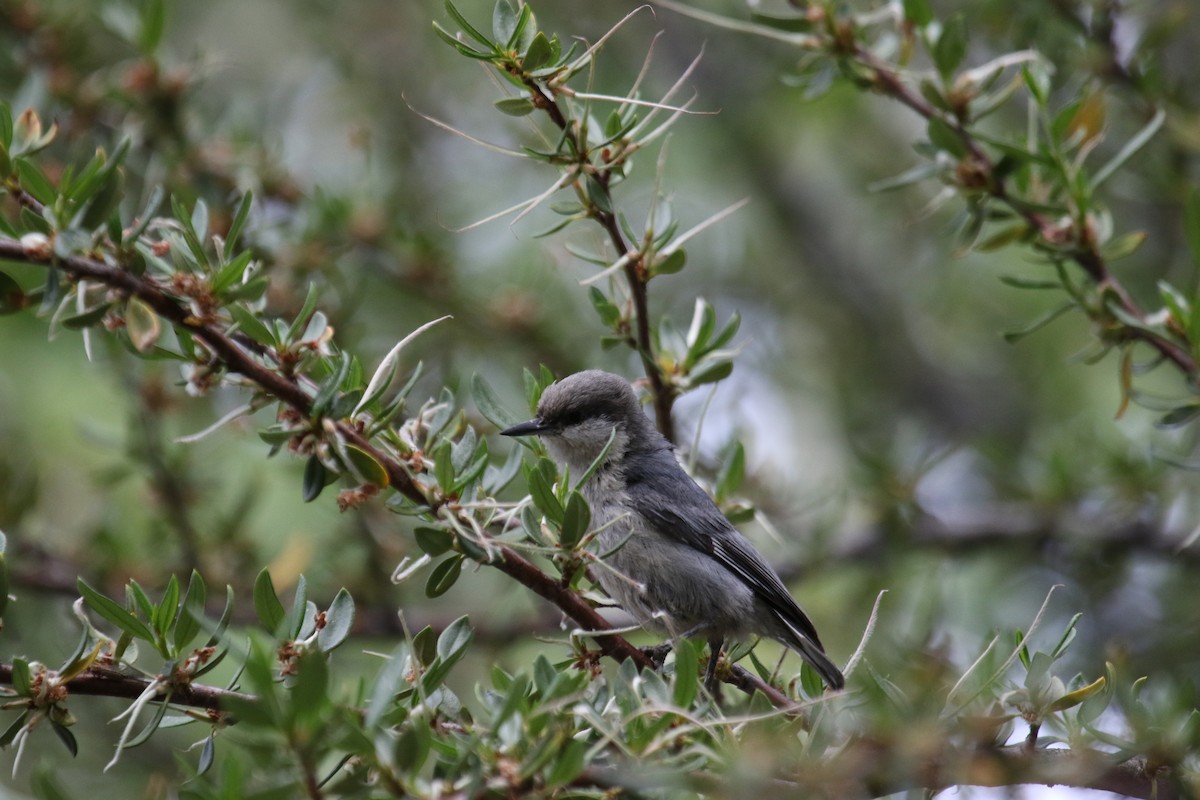 Pygmy Nuthatch - ML620474636