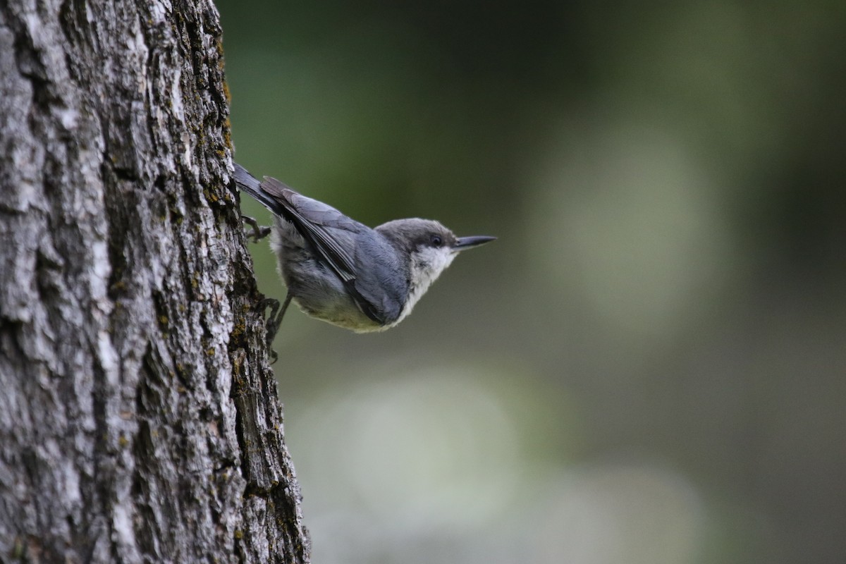 Pygmy Nuthatch - ML620474637