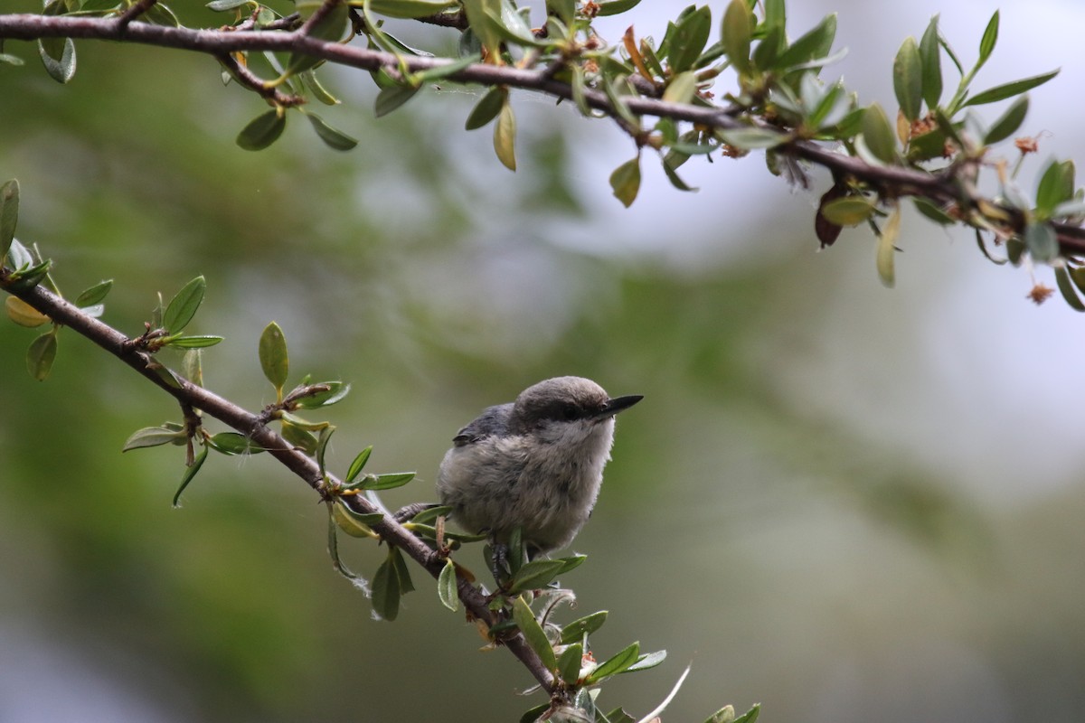 Pygmy Nuthatch - ML620474639