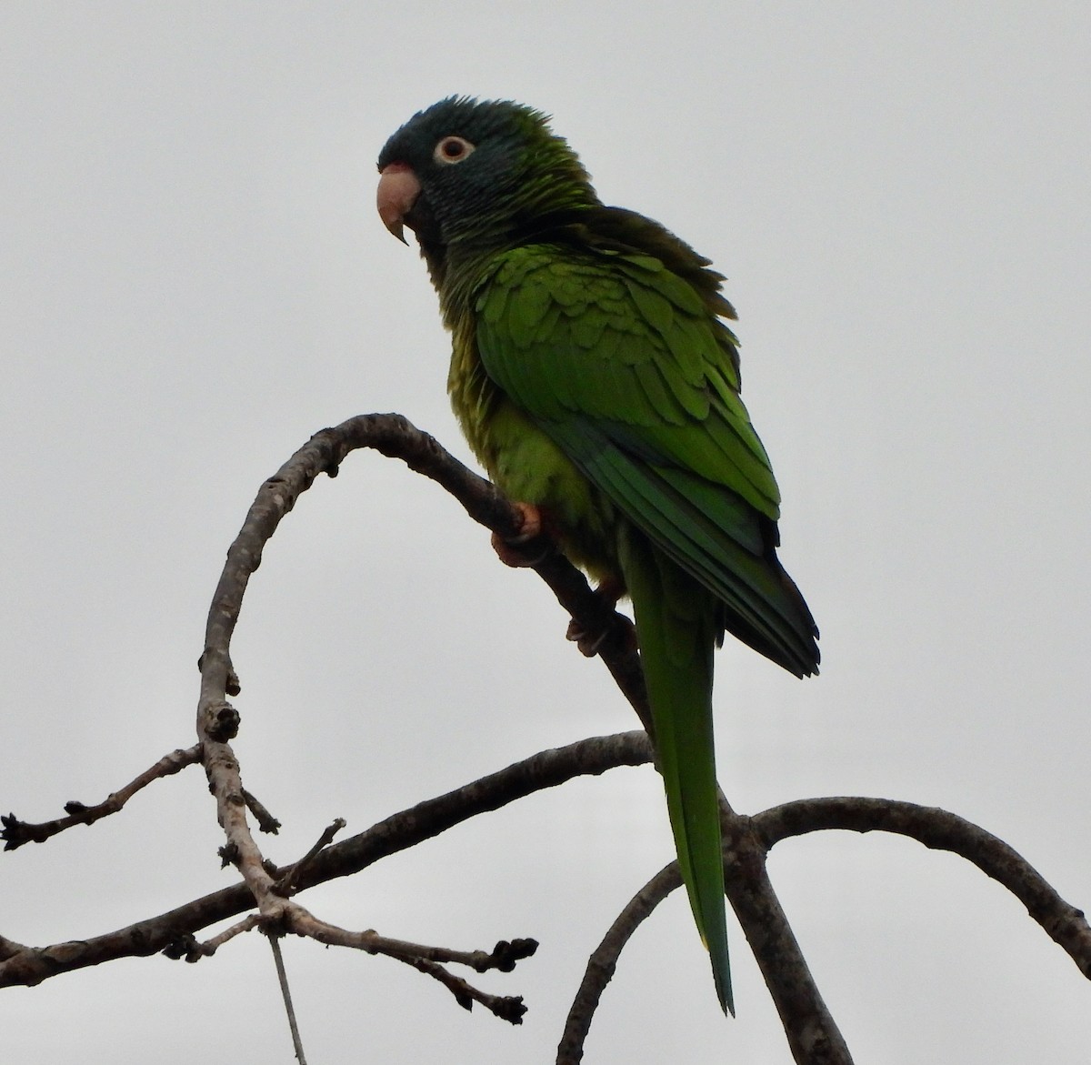 Conure à tête bleue - ML620474640