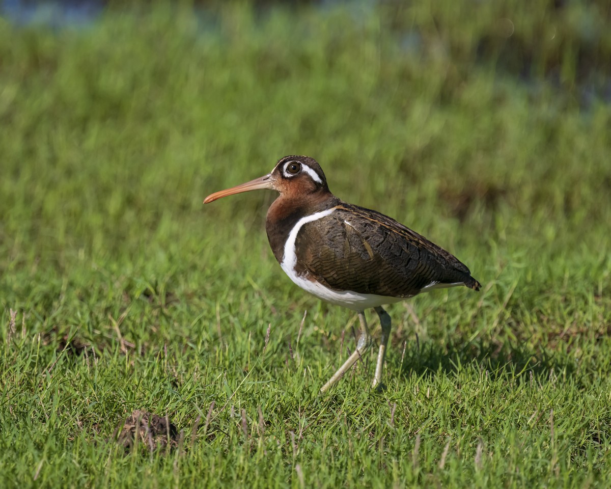 Greater Painted-Snipe - ML620474641