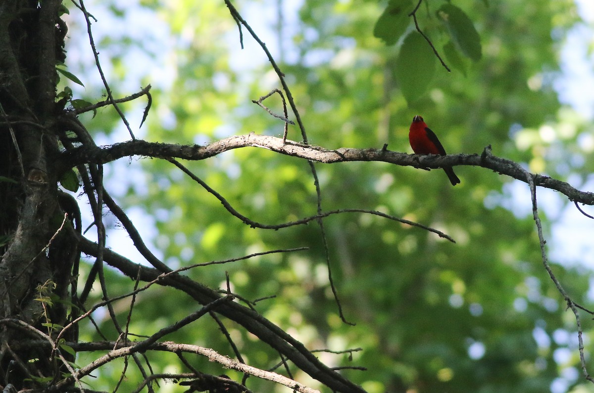 Scarlet Tanager - ML620474642