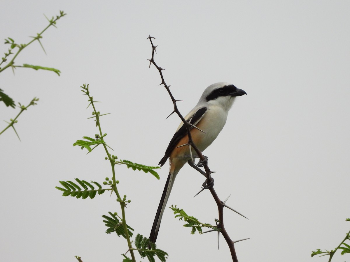 Long-tailed Shrike - ML620474644