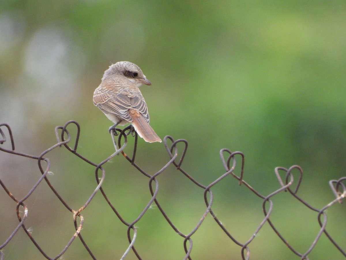 Long-tailed Shrike - ML620474645