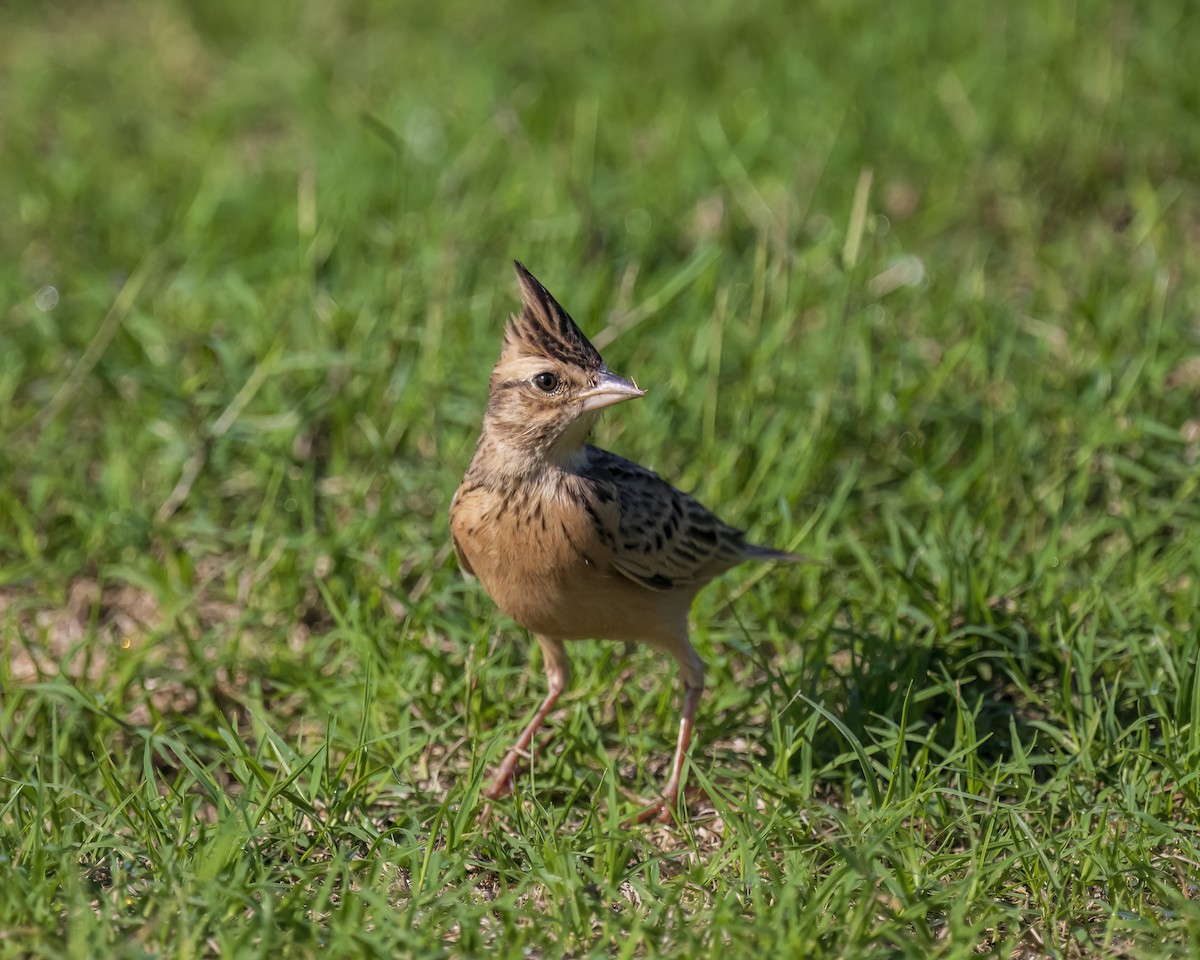 Malabar Lark - ML620474646