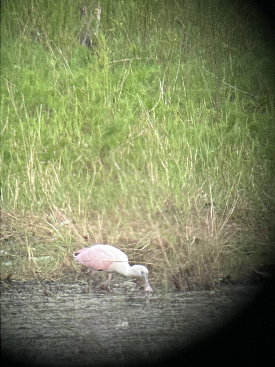 Roseate Spoonbill - ML620474647