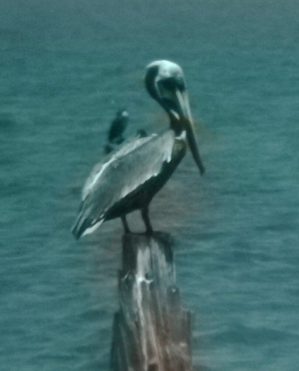 Brown Pelican - ML620474651