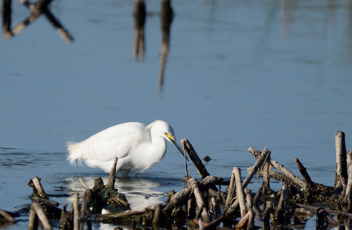 Snowy Egret - ML620474656