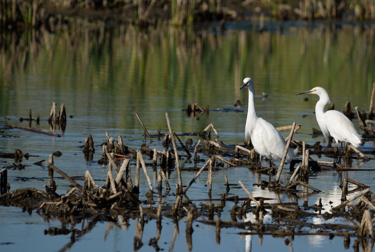 Snowy Egret - ML620474657