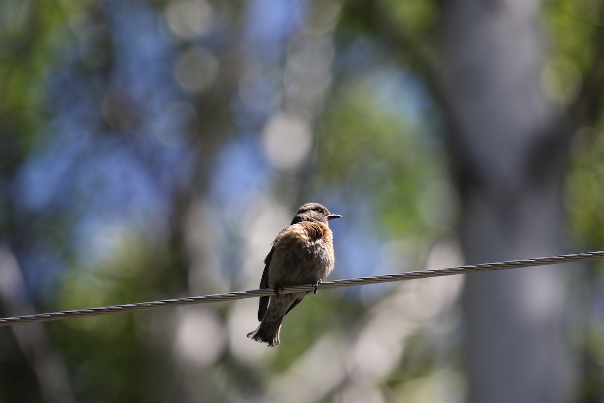 Western Bluebird - ML620474658