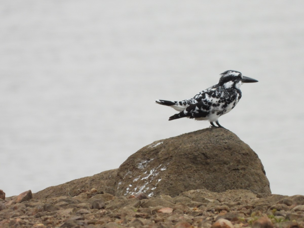 Pied Kingfisher - ML620474662