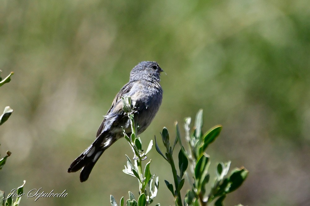 Band-tailed Seedeater - ML620474664