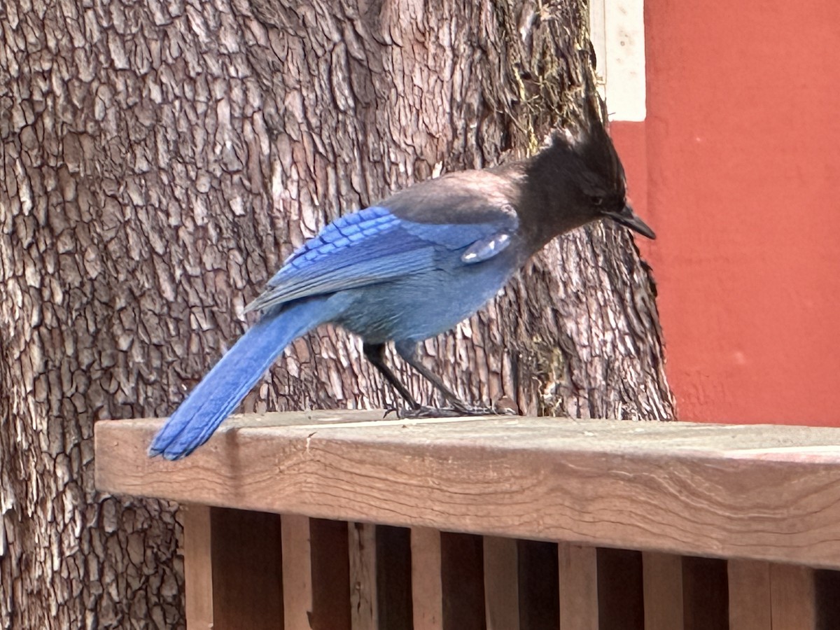 Steller's Jay - ML620474666