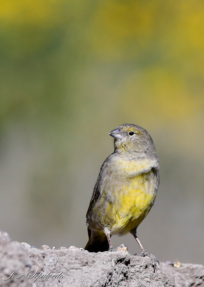 Greenish Yellow-Finch - ML620474670