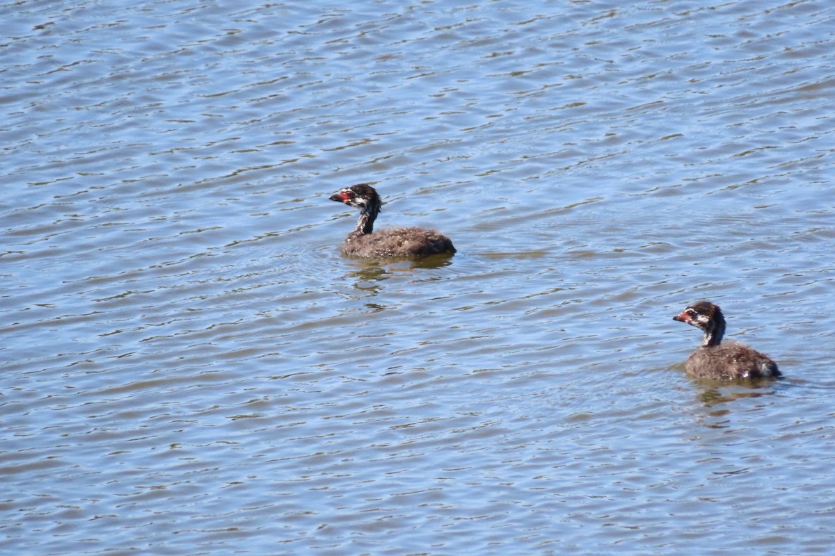 Pied-billed Grebe - ML620474672