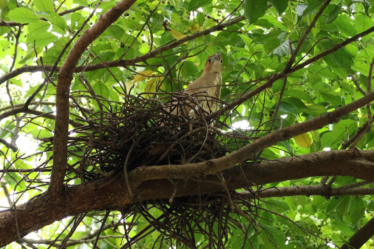 Malayan Night Heron - ML620474676