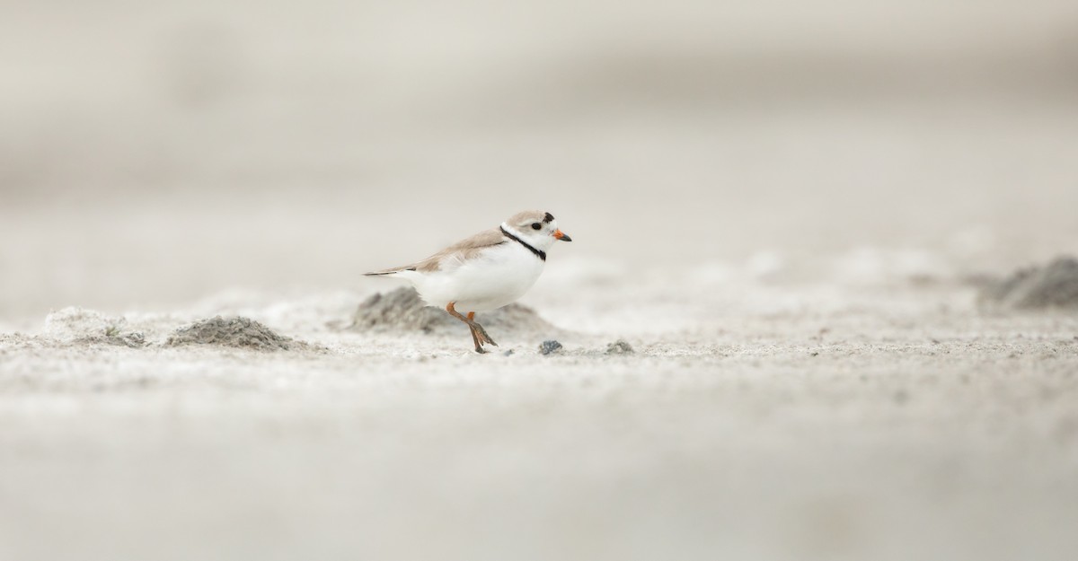 Piping Plover - ML620474679