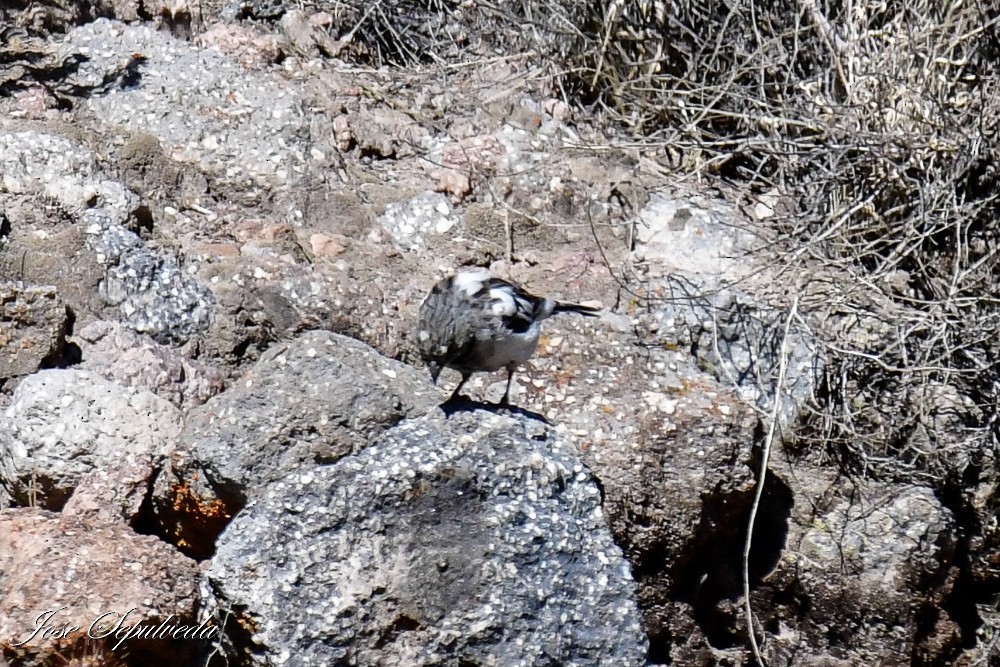 Mourning Sierra Finch - ML620474683