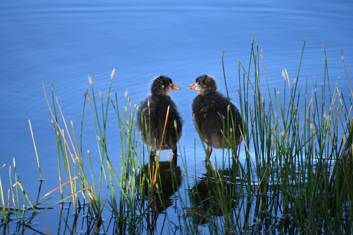 American Coot - Yamina  Pressler