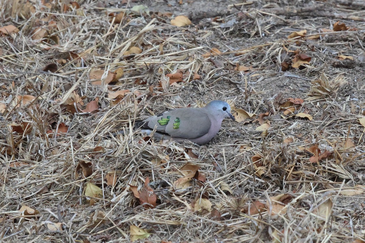 Emerald-spotted Wood-Dove - ML620474687