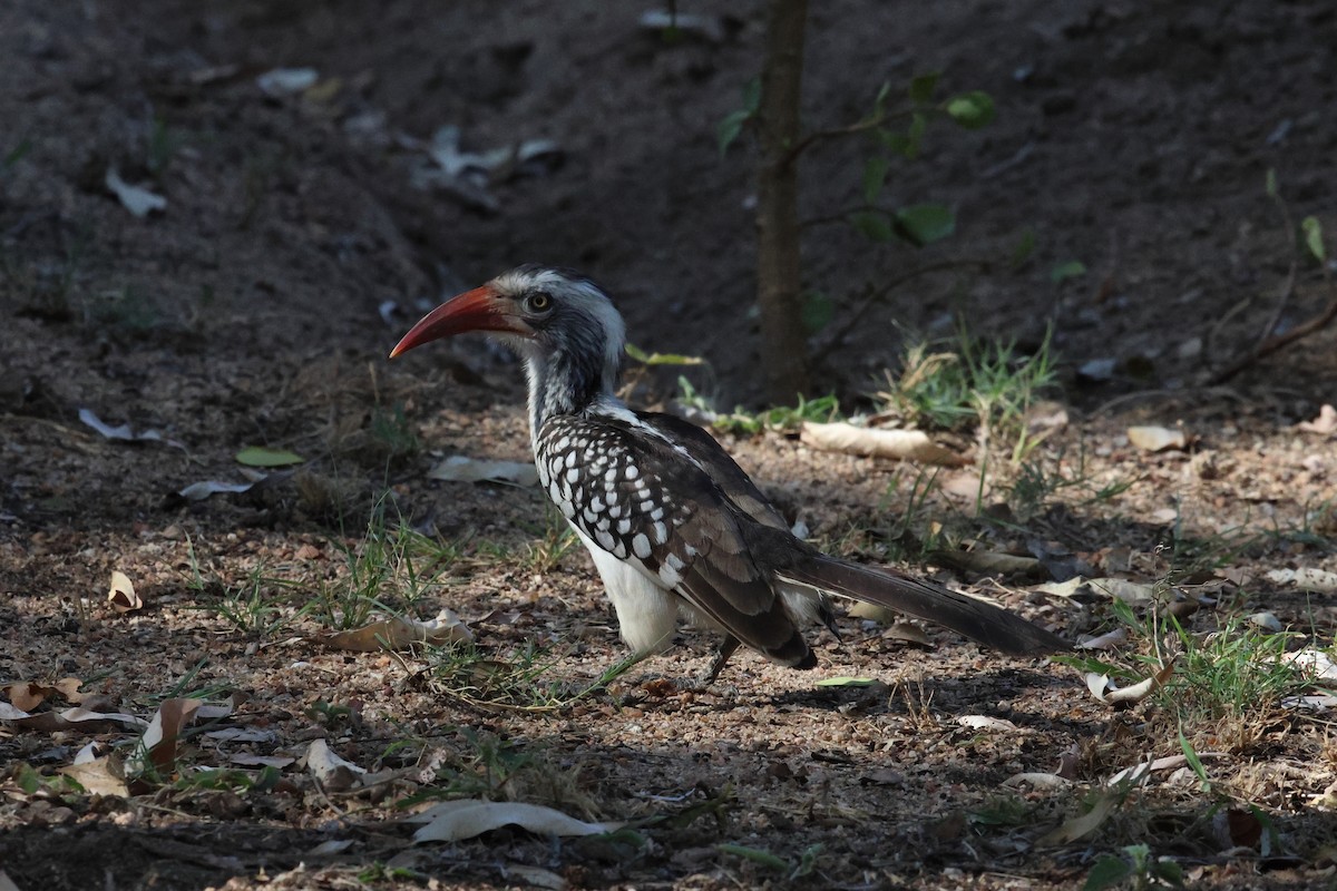 Southern Red-billed Hornbill - ML620474691