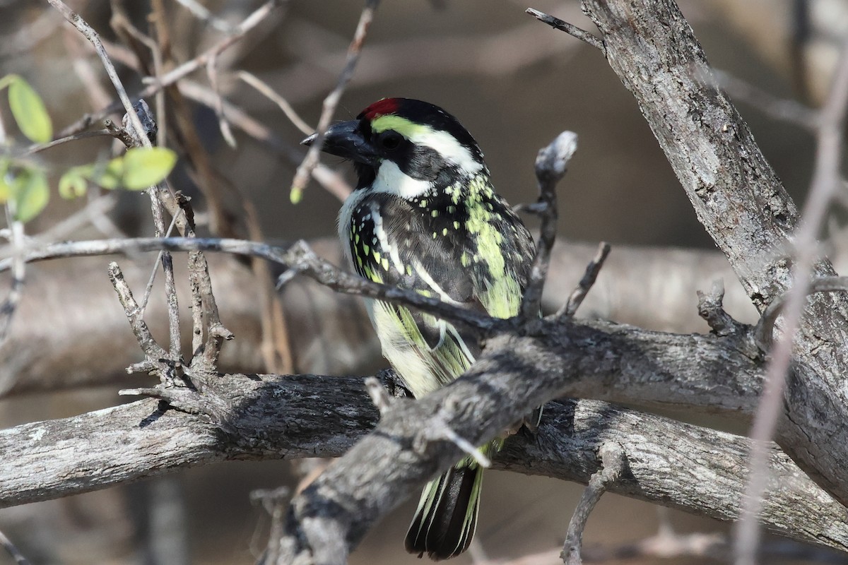 Pied Barbet - ML620474694