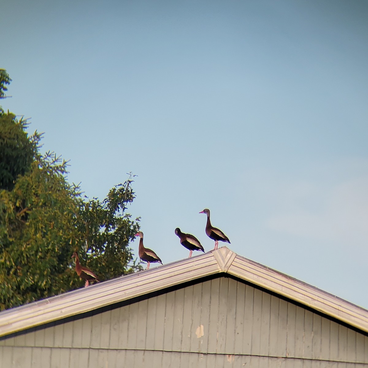 Black-bellied Whistling-Duck - ML620474695