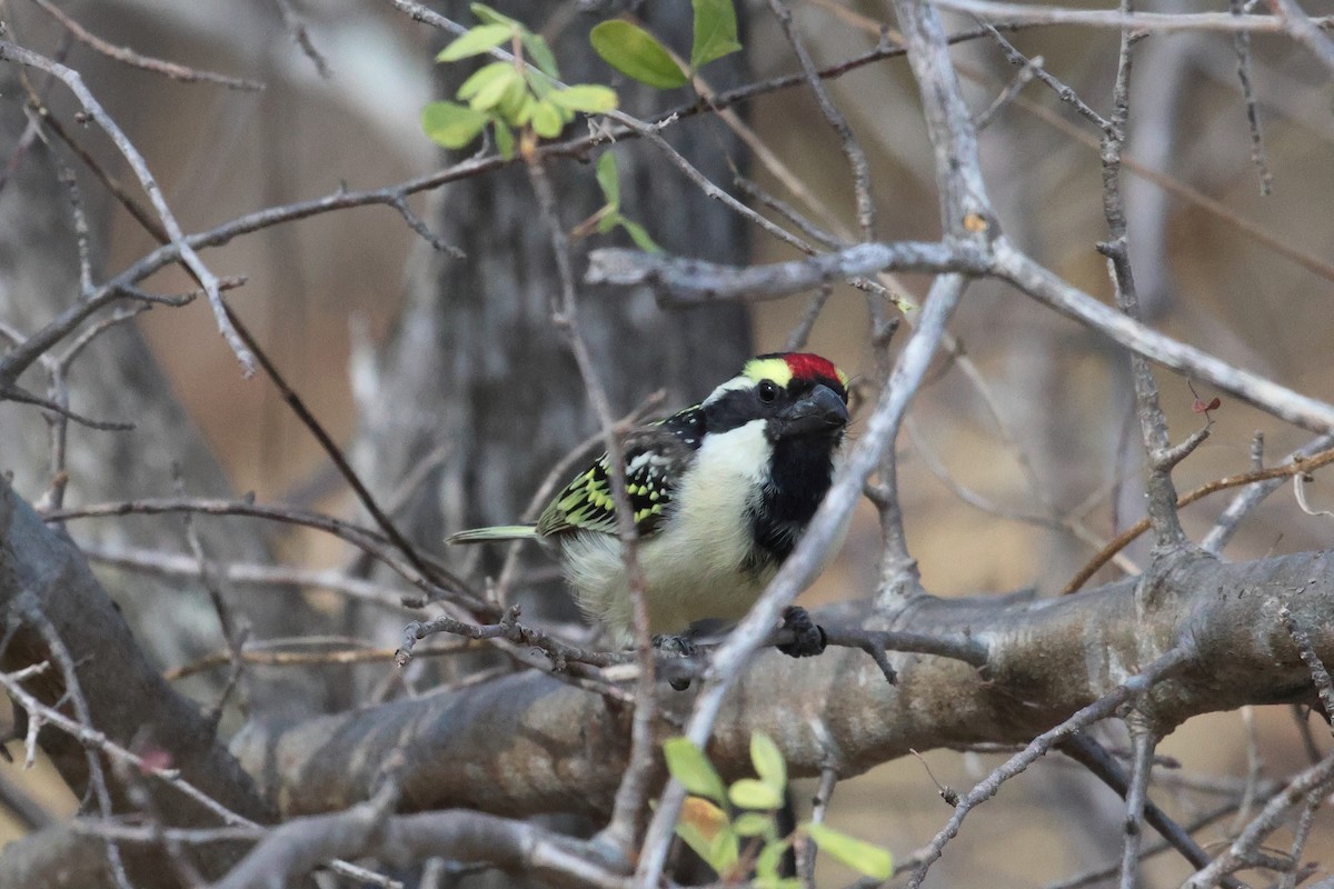 Pied Barbet - ML620474696