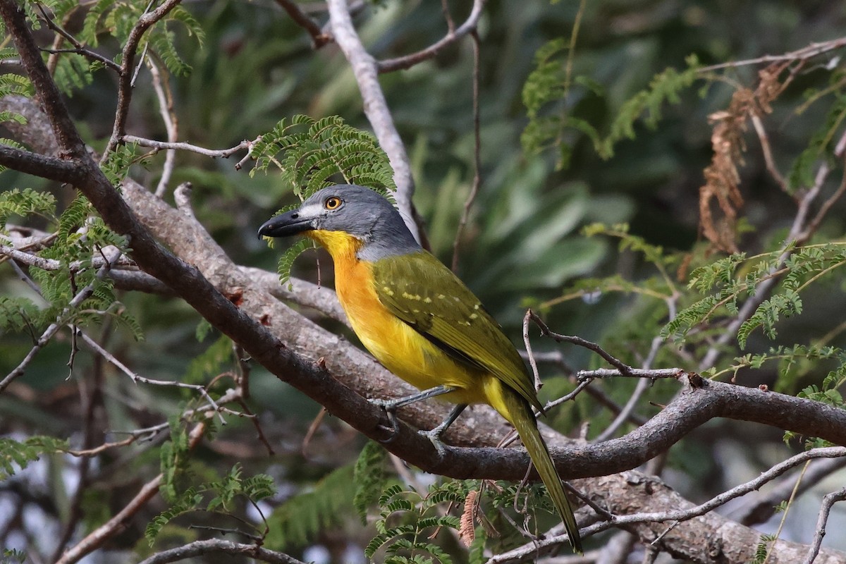 Gray-headed Bushshrike - ML620474701