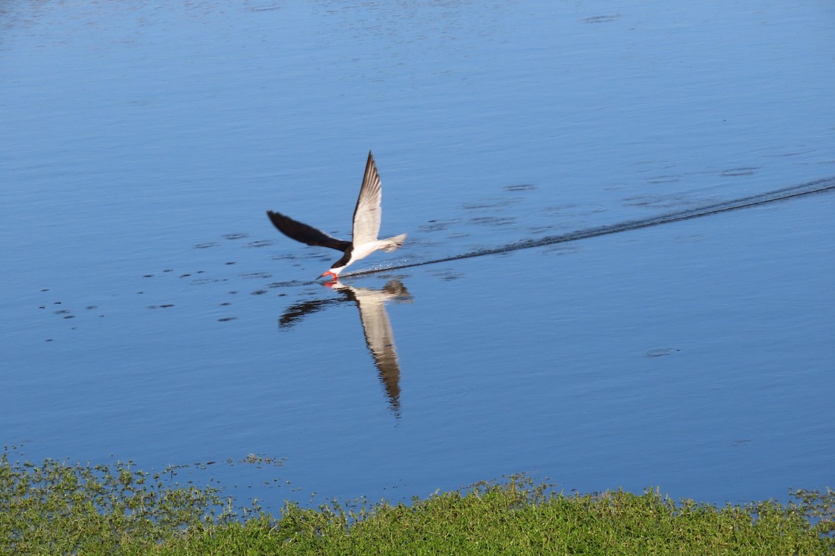 Black Skimmer - ML620474703