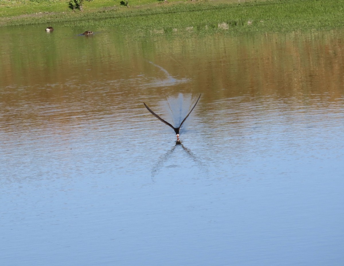 Чёрный водорез - ML620474704