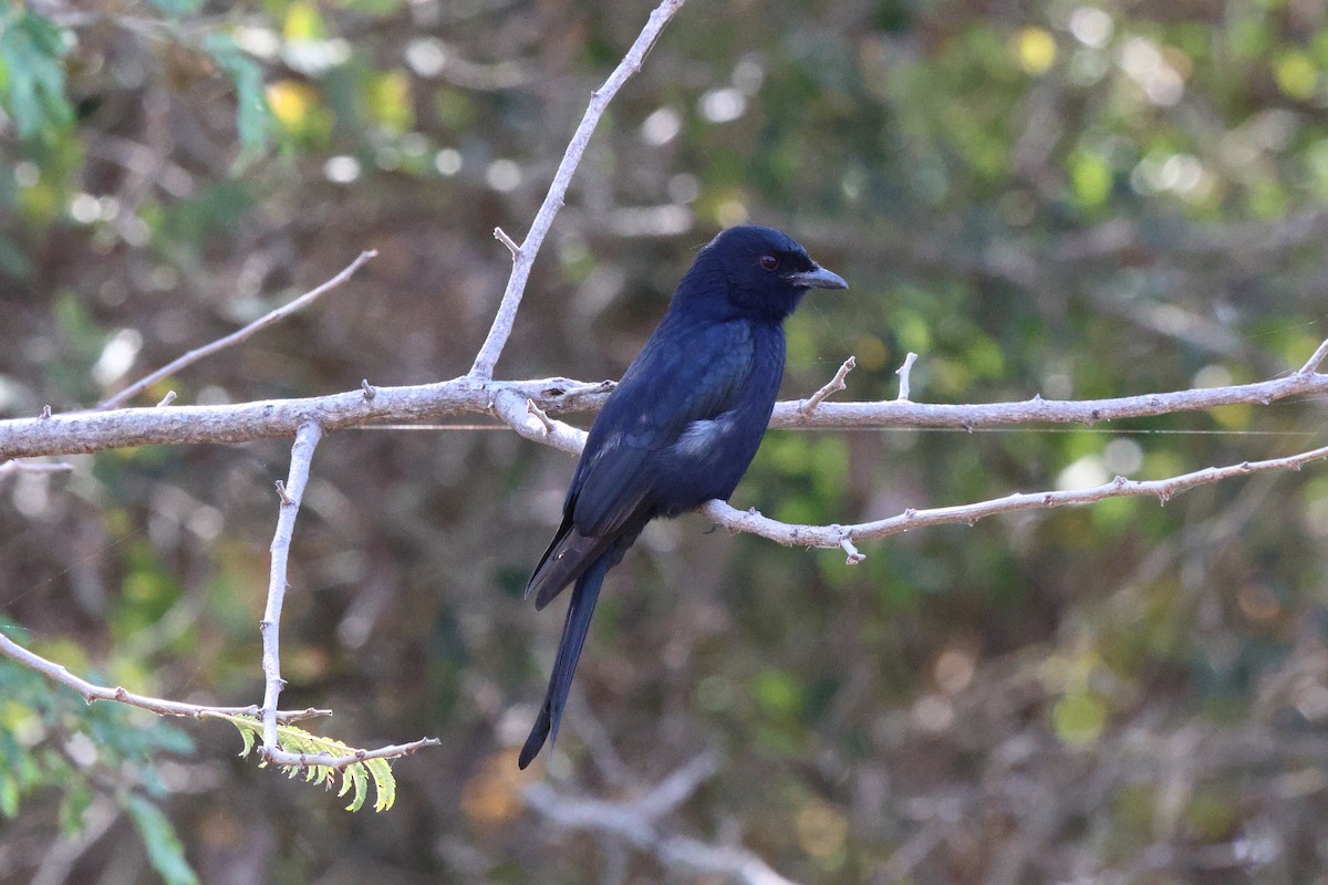 Fork-tailed Drongo - ML620474706