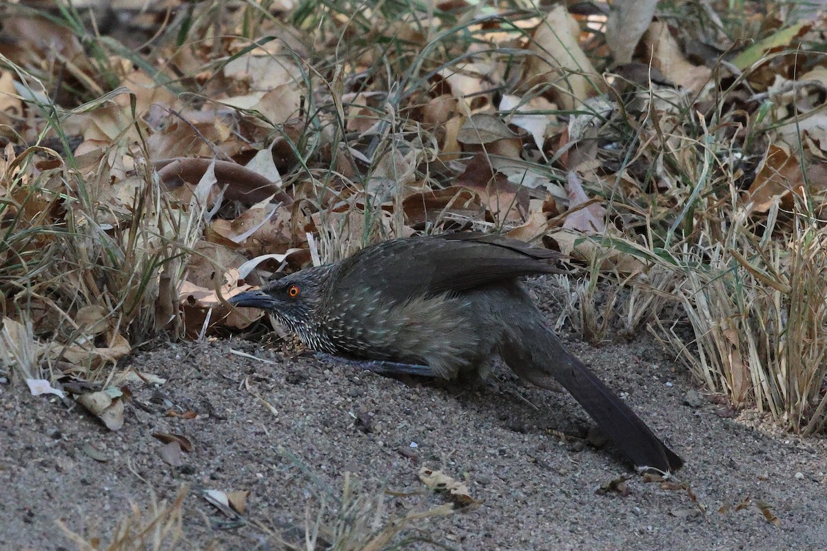 Arrow-marked Babbler - ML620474710