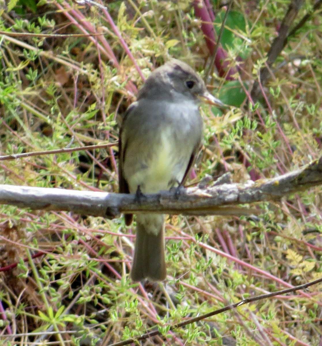 Western Wood-Pewee - ML620474720