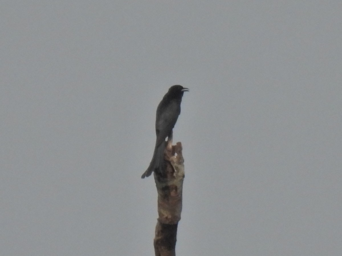 Fork-tailed Drongo-Cuckoo - ML620474721