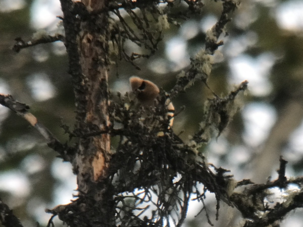 Cedar Waxwing - ML620474725