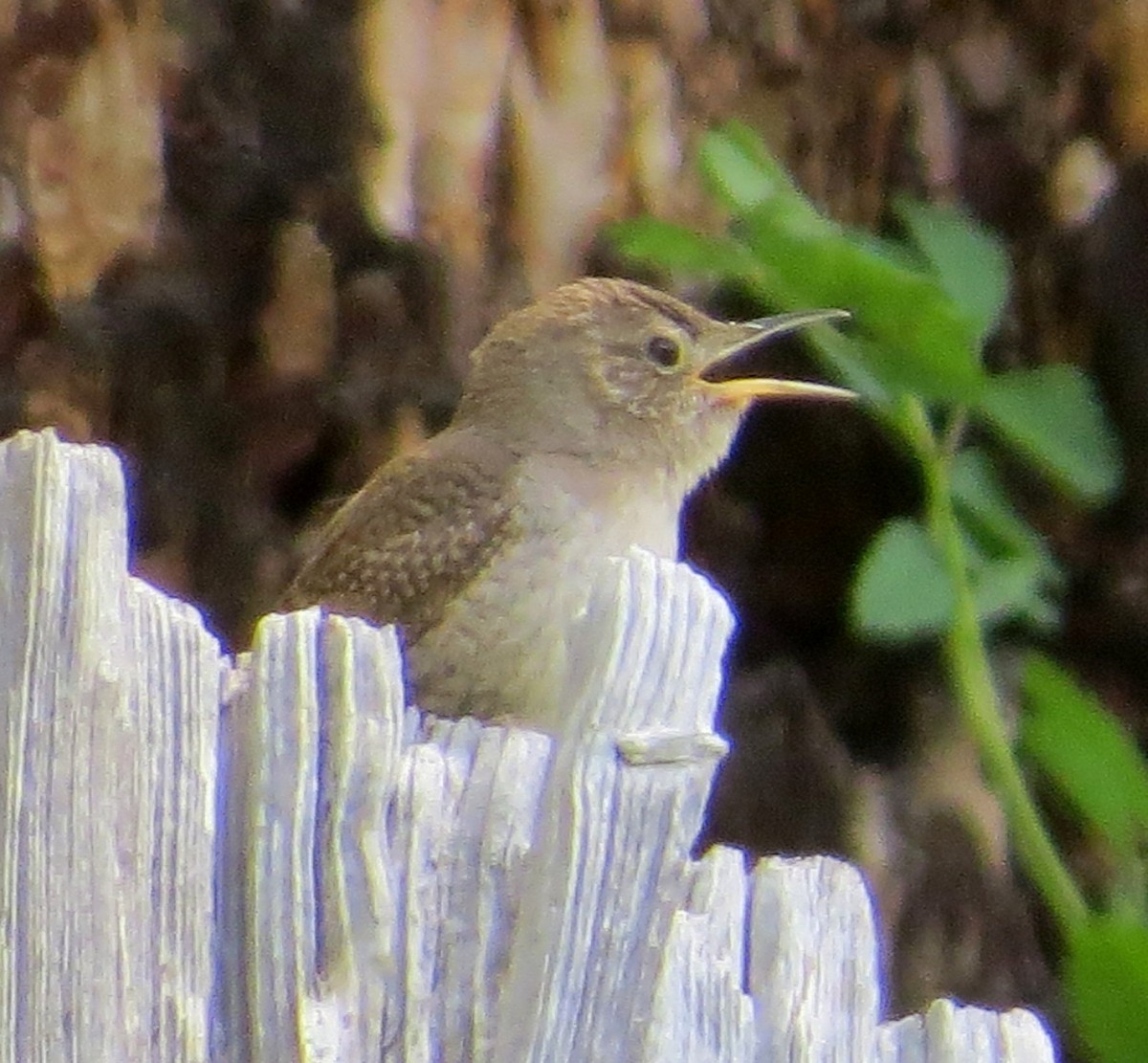 House Wren - ML620474727