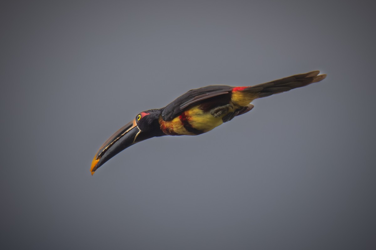 Collared Aracari - ML620474728