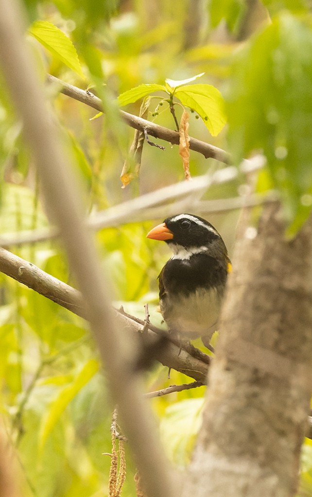 Orange-billed Sparrow (aurantiirostris Group) - ML620474730