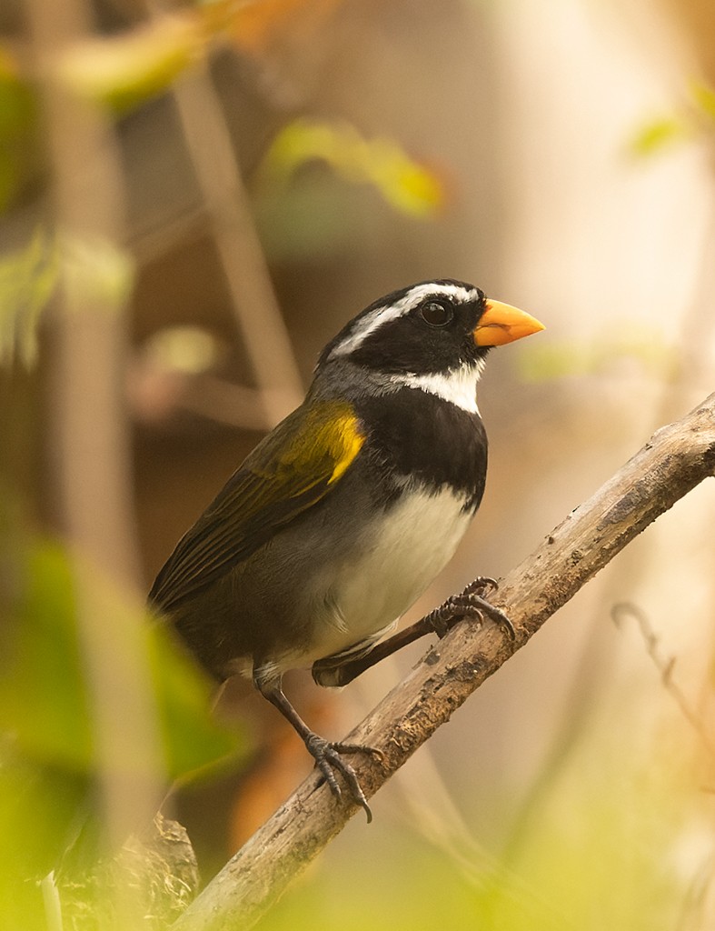 Orange-billed Sparrow (aurantiirostris Group) - ML620474732