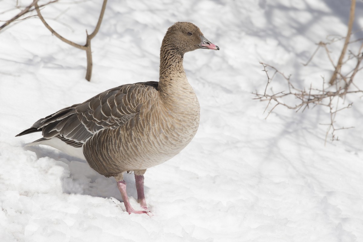 Pink-footed Goose - ML620474733